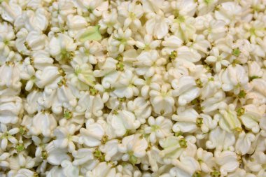 Taç çiçek arka plan