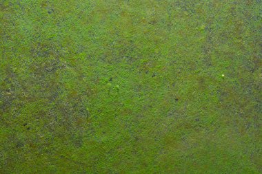 thallophytic bitki, liken yosun, yosun