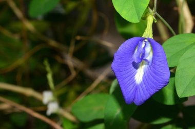 Kelebek bezelye (Clitoria ternatea)
