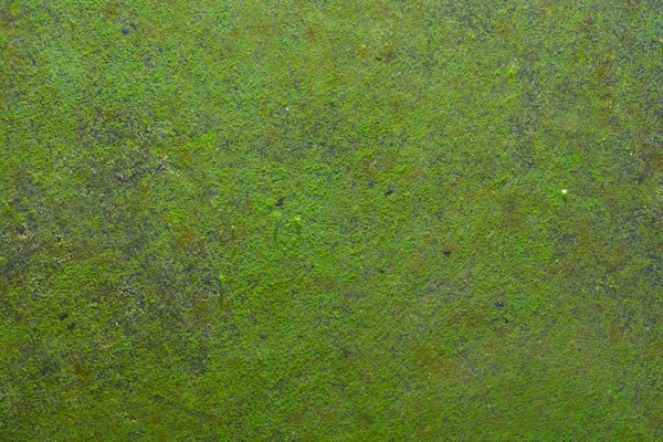 Moss, thallophytic plant, lichen, algae — Stock Photo, Image
