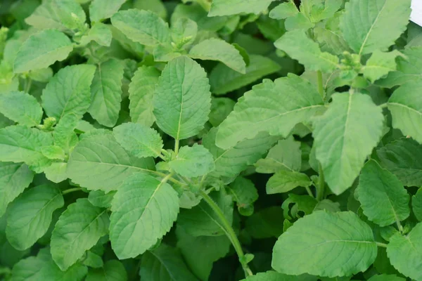 Hoja verde de albahaca dulce — Foto de Stock