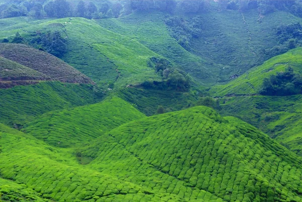 Чайные плантации на холме — стоковое фото