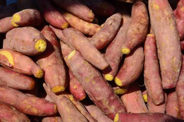 Tatlı patates (Ipomoea batatas) sabah zafer ailesine Convolvulaceae ait bir çenekli bitkidir
