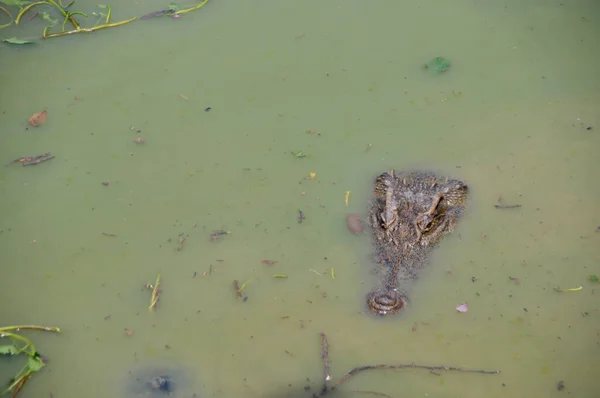 Krokodil schwimmt im Wasser — Stockfoto