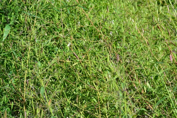 Kariyat (nazwisko naukowe: Andrographis paniculata) — Zdjęcie stockowe