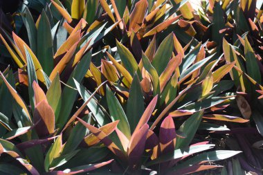 Tradescantia spathacea, kayıkçı ya da beşikteki Musa