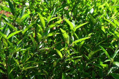 Justicia jandarması, yaygın olarak söğütten çıkmış yargıç olarak bilinir. 