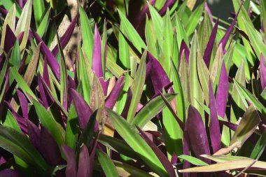 Tradescantia spathacea, kayıkçı ya da beşikteki Musa