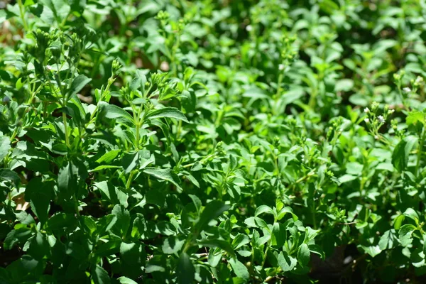 Stevia rebaudiana Bertoni — Stock Photo, Image