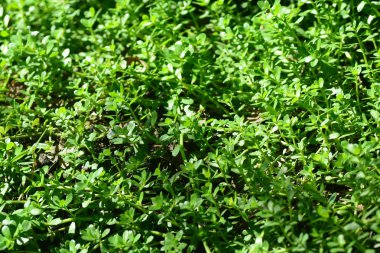 Brammi veya Bacopa monnieri Wettst 