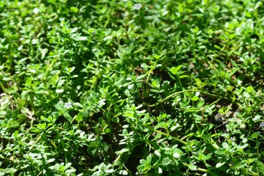 Brammi veya Bacopa monnieri Wettst