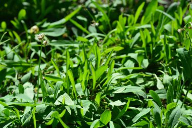 Ixeris debilis (Lactuce debilis Maxim)