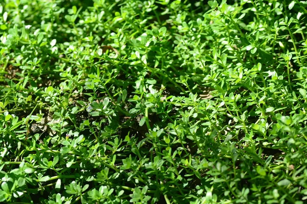 Brammi veya Bacopa monnieri Wettst 