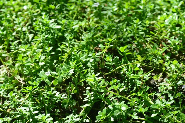 Brammi veya Bacopa monnieri Wettst