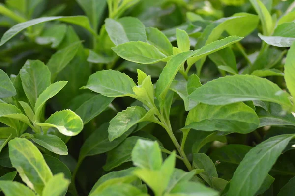 Longevity Spinach, juga dikenal sebagai Gynura Procumbens — Stok Foto