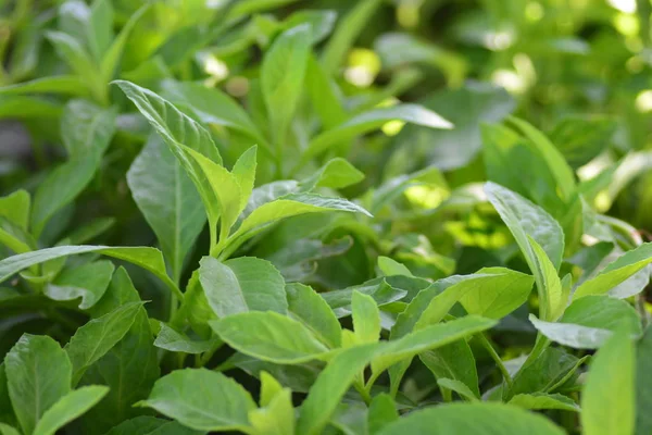 Espinacas de longevidad, también conocidas como Gynura Procumbens — Foto de Stock