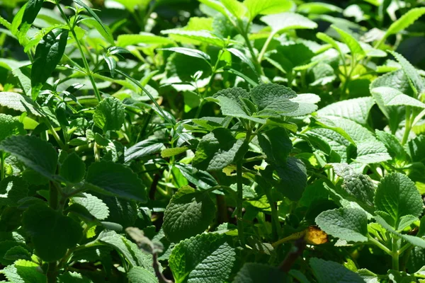 Ndian borage, Country borage, Oreille, Oregano or Plectranthus amboinicus — 图库照片