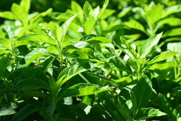 Спінах довголіття, також відомий як Gynura Procumbens — стокове фото