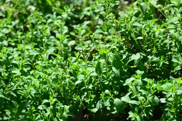 Stevia rebaudiana Bertoni — стокове фото