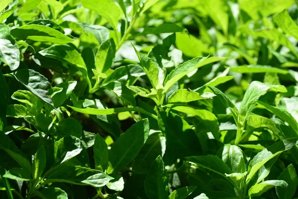 Espinacas de longevidad, también conocidas como Gynura Procumbens — Foto de Stock