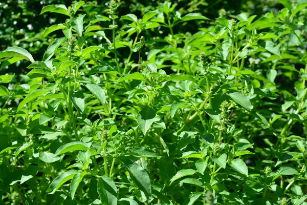 Albahaca dulce, albahaca tailandesa, Ocimum basilicum Linn — Foto de Stock