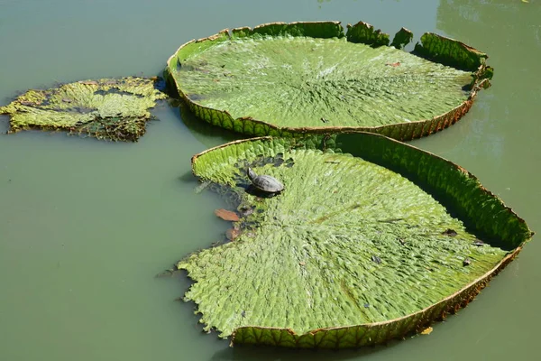 Kura-kura di vitoria daun Lotus — Stok Foto