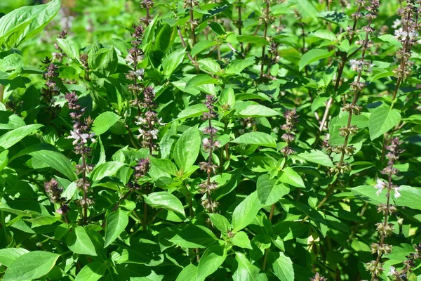 Albahaca dulce, albahaca tailandesa, Ocimum basilicum Linn — Foto de Stock