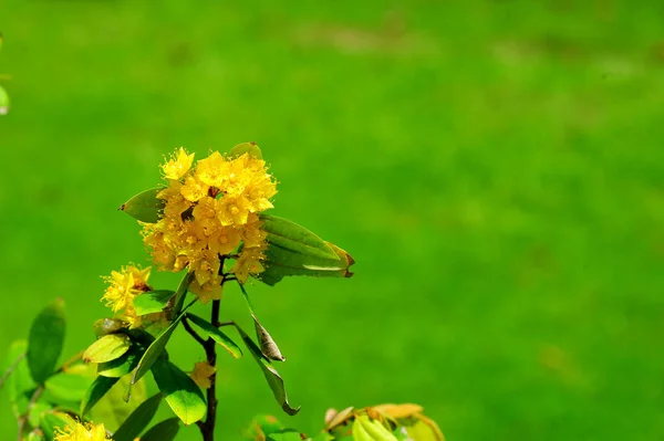 Yellow star flowers or Schoutenia glomerata King subsp.peregrina (Craib) Roekm. — Stock Photo, Image