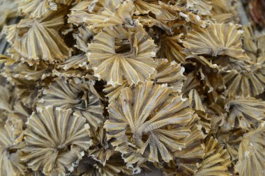 Balık pazarında kuru balık