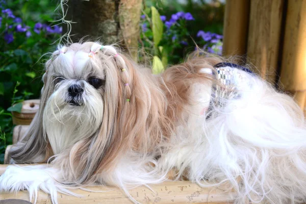 Şirin Shih Tzu köpeği. Bahçede uzun tüyleri var. — Stok fotoğraf