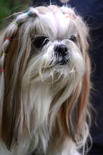 Cão bonito Shih Tzu com cabelos longos no jardim — Fotografia de Stock