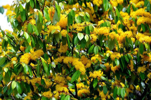 Flores Estrela Amarela Schoutenia Glomerata King Subsp Peregrina Craib Roekm — Fotografia de Stock