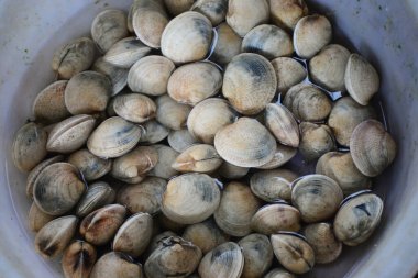 Enamel Venüs Kabuğu Taze deniz ürünleri pazarında sat, Konu bulanık