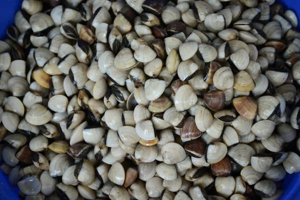 Enamel Venüs Kabuğu Taze Deniz Ürünleri Pazarında Sat Konu Bulanık — Stok fotoğraf