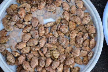 Deniz tarağı, kısa boyunlu deniz tarağı, halı midyesi, Venüs kabuğu, bebek istiridye, paphia undulat