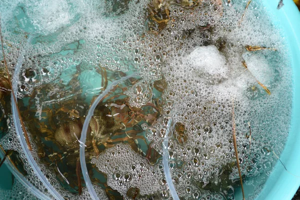 Lobster Penjualan Pasar Makanan Laut Segar Catatan Pilih Fokus Dengan — Stok Foto
