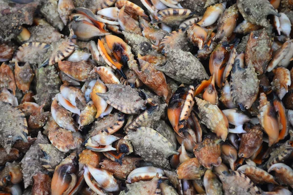 Deniz Kabuğu Grubu Taze Deniz Ürünleri Pazarında Satılıyor Dikkatinizi Sığ — Stok fotoğraf