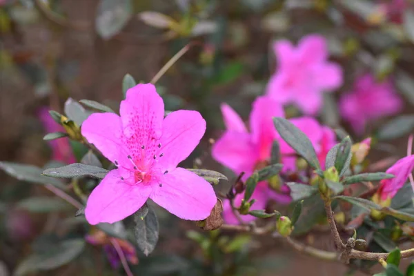 Азалії Квітучі Чагарники Роду Rhododendron Особливо Колишні Секції Tsutsuji Вічнозелені — стокове фото