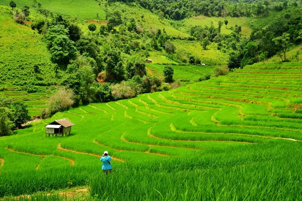 Green Terraced Rice Field Mae Long House Mae Chaem Chiang — стоковое фото