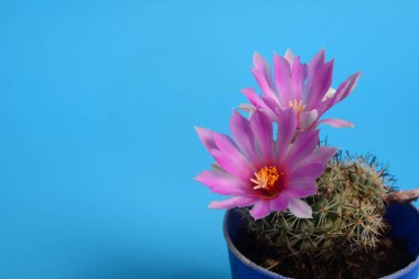 Çiçekli Pembe Coryphantha filleri, kaktüs çiçekleri