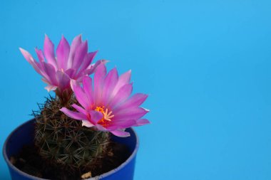 Çiçekli Pembe Coryphantha filleri, kaktüs çiçekleri