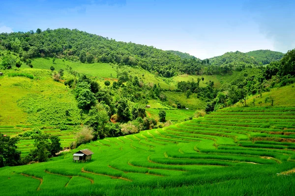 Green Terraced Rice Field Mae Long House Mae Chaem Chiang — стоковое фото