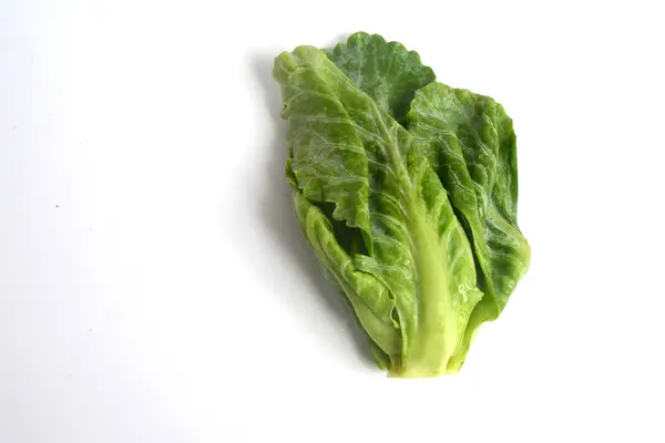 Брюссельський Спринт Членом Gemmifera Group Cabbages Brassica Oleracea Вирощеного Їстівних — стокове фото