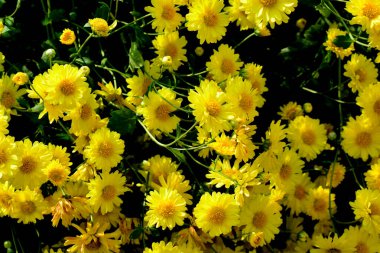 Chrysanthemum morifolium Ramat, Çin 'in birçok bölgesinde tıbbi ve gıda uygulamalarının yanı sıra süsleme amaçlı olarak yetiştirilen sarı köylü kıllarıyla kaplı uzun ömürlü bir bitkidir..