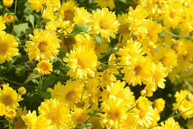 Chrysanthemum morifolium Ramat, Çin 'in birçok bölgesinde tıbbi ve gıda uygulamalarının yanı sıra süsleme amaçlı olarak yetiştirilen sarı köylü kıllarıyla kaplı uzun ömürlü bir bitkidir..