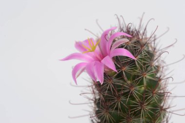 Mammillaria schumannii kaktüs çiçeği, Pembe çiçek kaktüsü