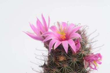 Mammillaria schumannii kaktüs çiçeği, Pembe çiçek kaktüsü
