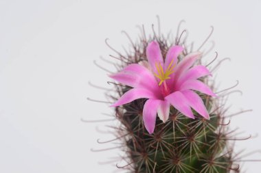 Mammillaria schumannii kaktüs çiçeği, Pembe çiçek kaktüsü