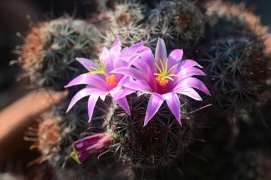 Mammillaria schumannii kaktüs çiçeği, Pembe çiçek kaktüsü