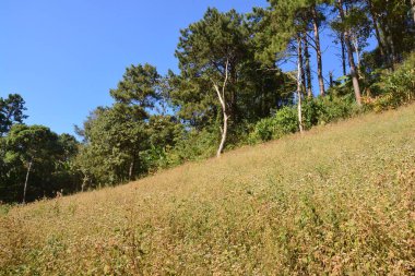 Çim tepesindeki ağaç, Thung Salaeng Luang Milli Parkı, Tayland 'ın Phetchabun ve Phitsanulok illerinde bulunur..